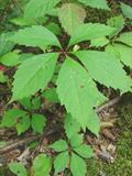 Virginia creeper